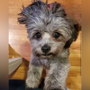 Meet your Posher, Casey